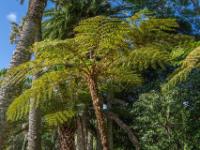 Unter einem Farnbaum - São Miguel